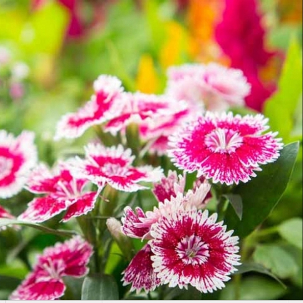 Medicinal Benefits Of Dianthus Chinensis By Coral Bells Sociomix